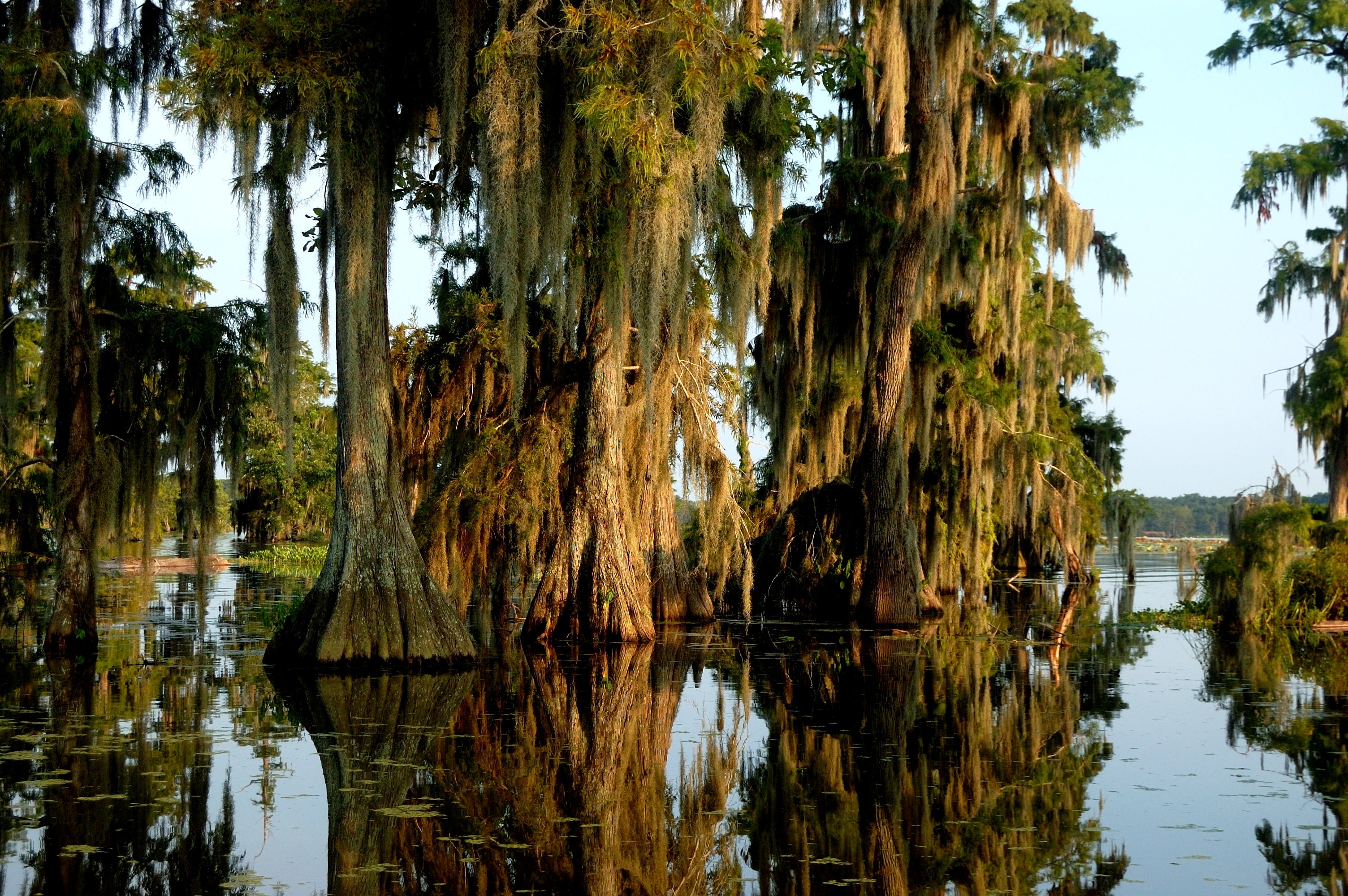 Bald cypress trees standing in Lake Martin, Louisiana