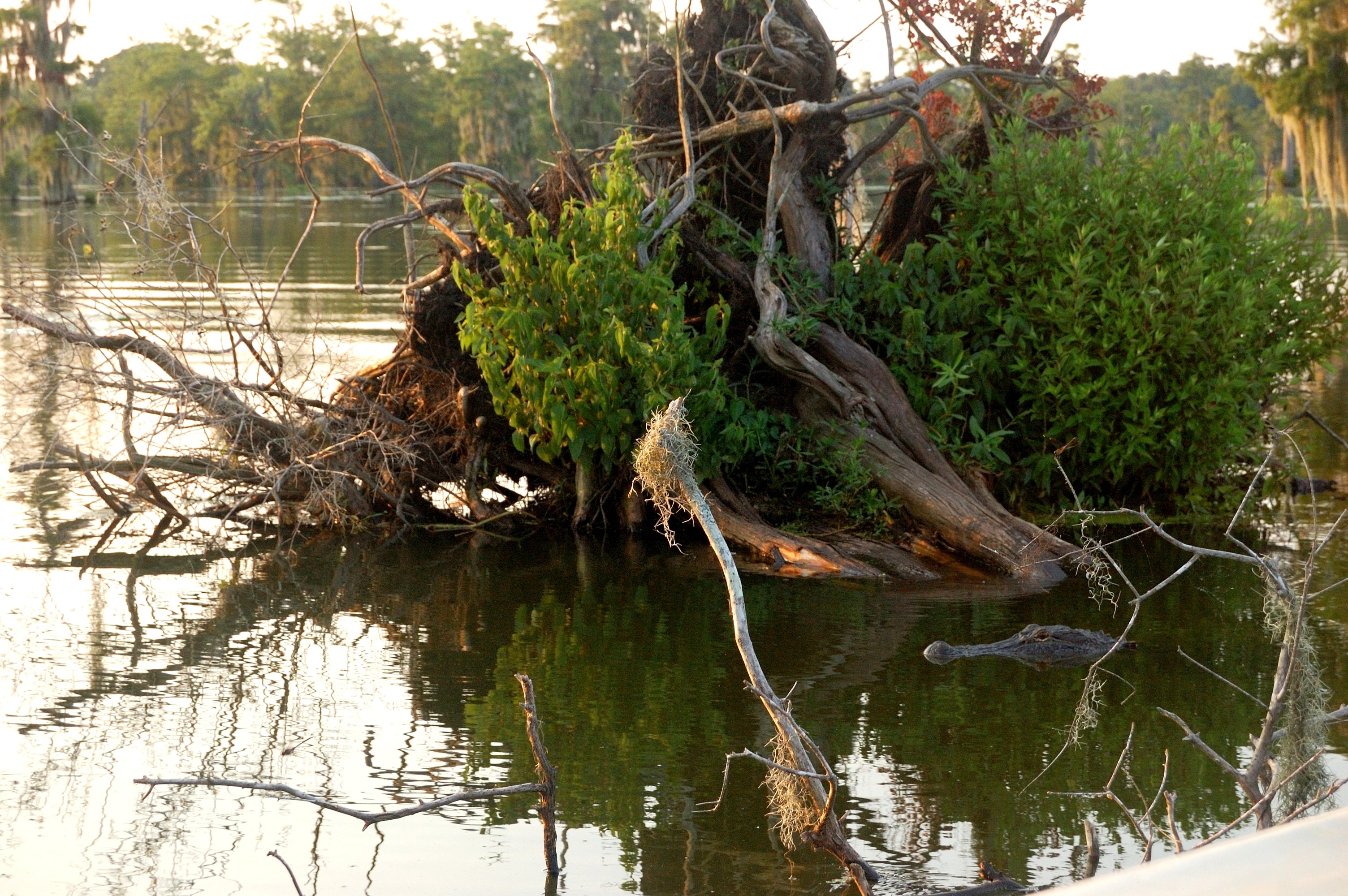 Alligator in the water at Lake Martin, Louisiana