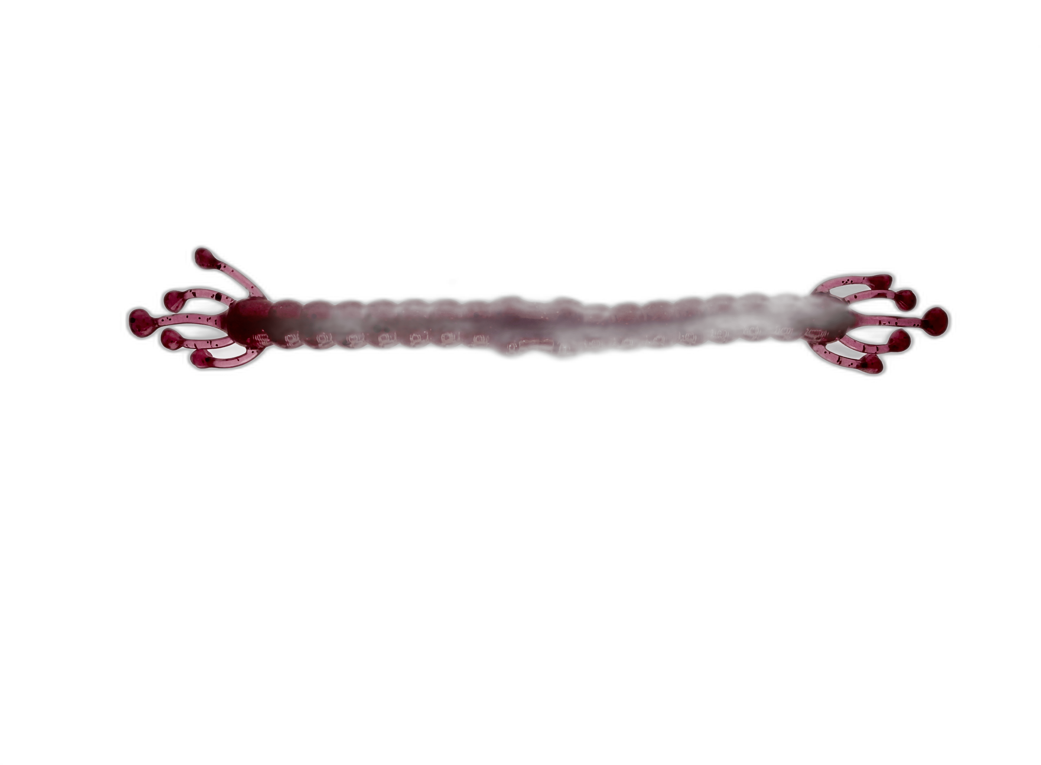 Wacky Alien - Soft Plastic Wacky Rig Worm for Bass Fishing - Lowwater Field Co.